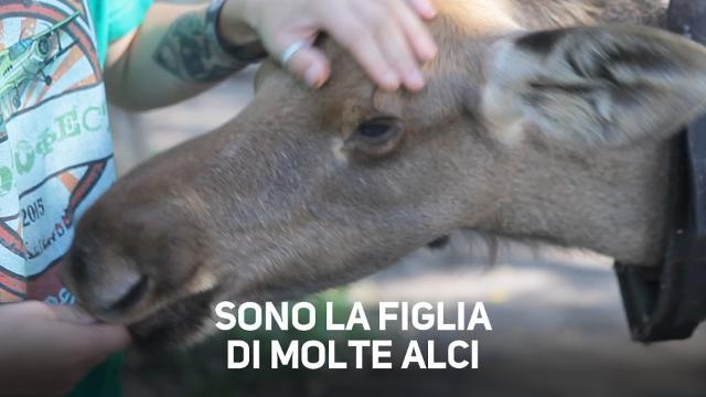 Per mungere un'alce devi diventare suo figlio