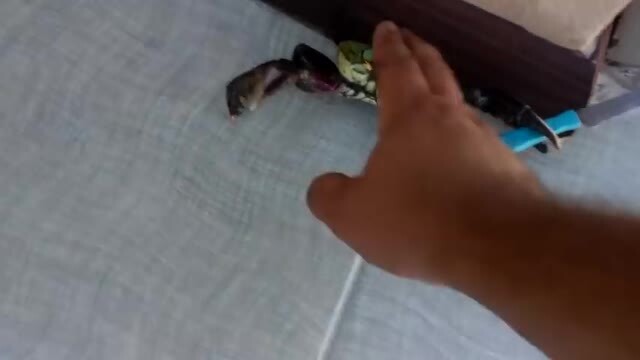 Il granchio spadaccino