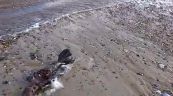 Scheletro di sirena trovato sulla spiaggia