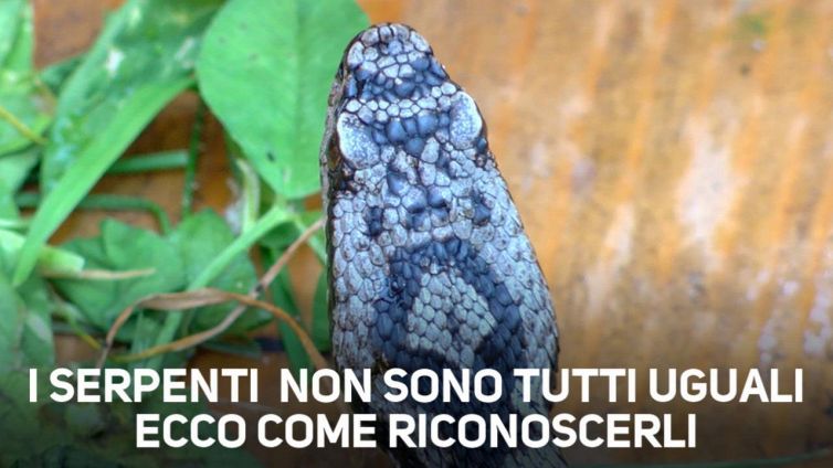 Come riconoscere una vipera da una biscia