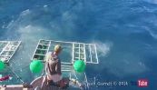 Paura nell'Oceano: lo squalo entra nella gabbia con il turista