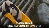 Lo scivolo giallo che rende felici i cuccioli di panda