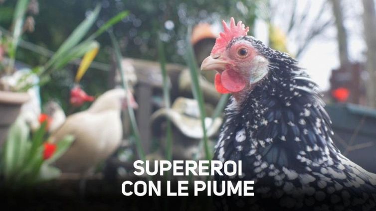 Qualcuno volò nel nido delle galline