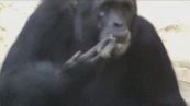 Azalea, la scimpanze che fuma