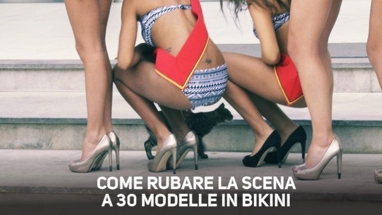 30 miss in bikini contro un gatto: chi vince?