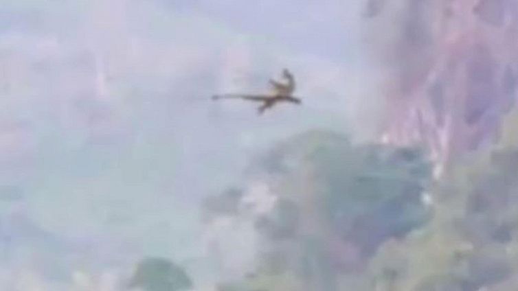 Drago o uccello? La misteriosa creatura ripresa di un turista