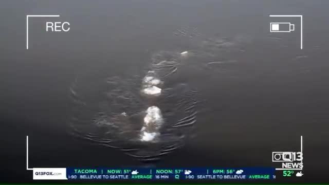 Ecco la strana creatura avvistata in un fiume dell’Alaska. Il video
