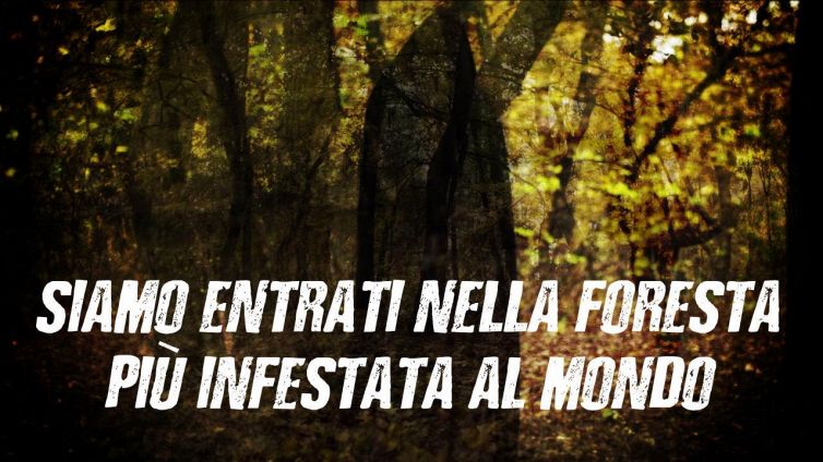 La spettrale foresta del paranormale: entri con noi?
