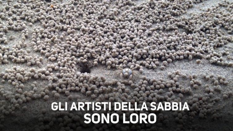 Sculture di sabbia: gli artisti sono i granchi