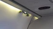 Serpente spunta dal vano bagagli di un aereo terrorizzando i passeggeri