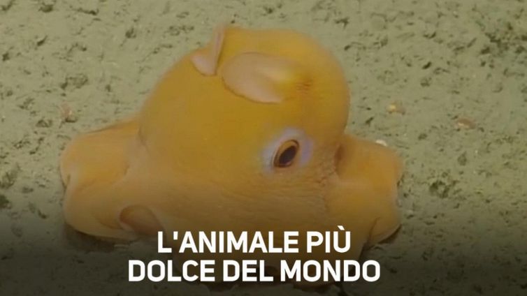 Il cucciolo più tenero del mondo è un octopus