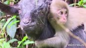 Cina, scimmietta orfana adottata da un gregge di capre