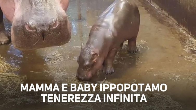 Il mini ippopotamo che conquista il web