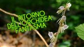5 cose sull'orchidea fantasma scoperta in Puglia