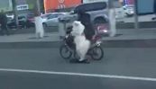 Follie cinesi: il cane che guida il monopattino elettrico