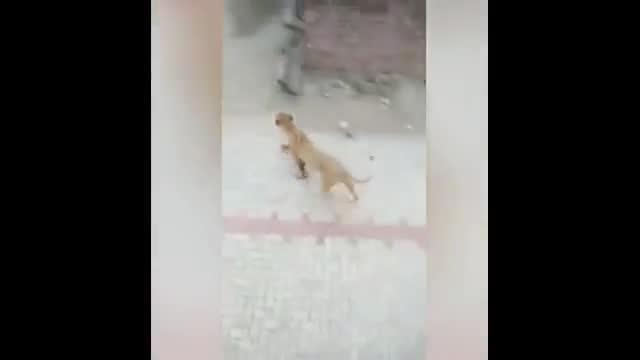 Un leone entra in città in pieno giorno seminando il panico
