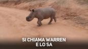 Incredibile! Questo rinoceronte riconosce il suo nome