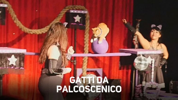 Un circo di gatti da rimanere a bocca aperta
