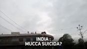 Tragedia, mucca suicida in India