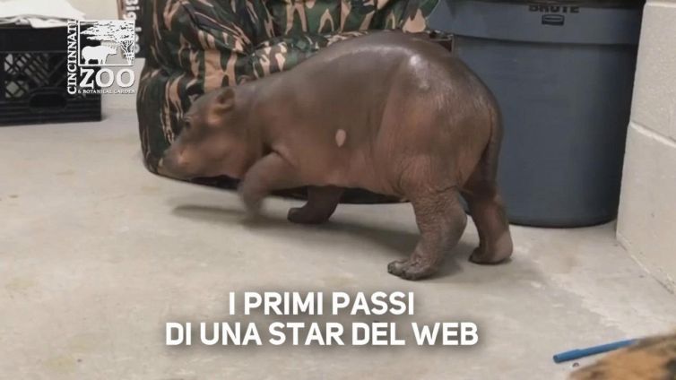 I primi passi di Fiona sono virali