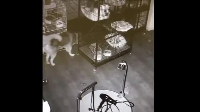 Fuga da cani: l'husky apre la gabbia e fa scappare altri cani