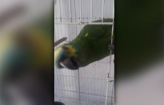 Pappagallo canta la canzone di Rihanna
