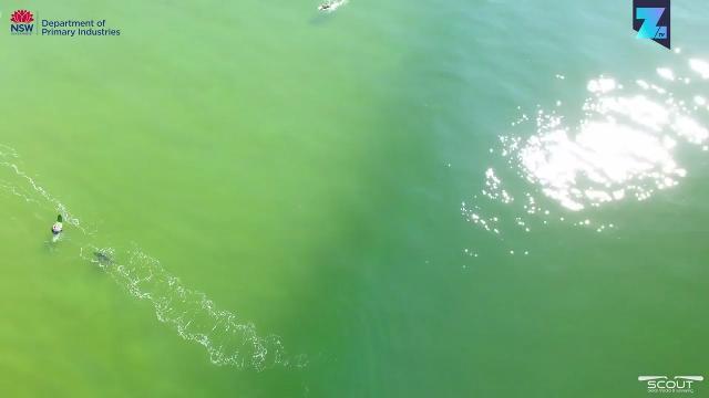 Drone individua uno squalo bianco vicino a un surfista