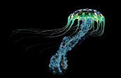 Il segreto dell'immortalità potrebbe essere racchiuso in questa medusa