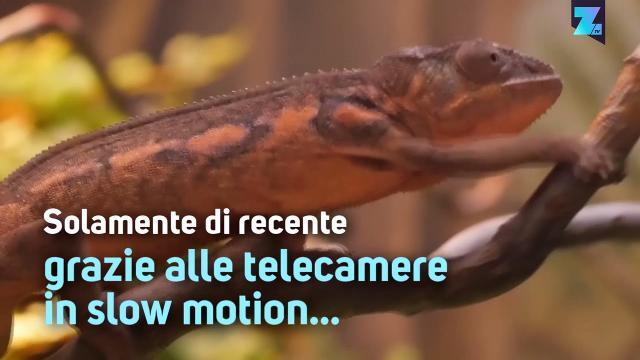 Affascinante! Camaleonti che cacciano in slow motion