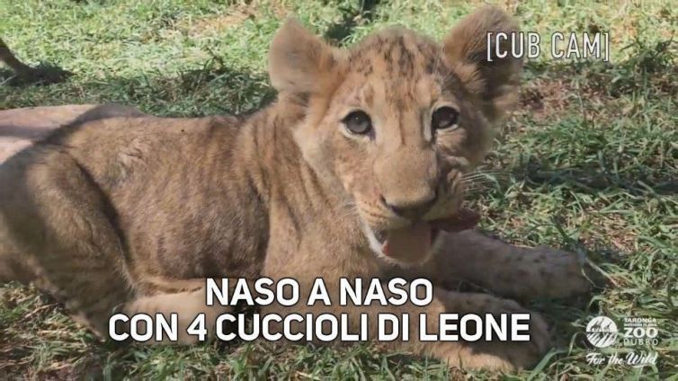 Faccia a faccia con 4 cuccioli di leone