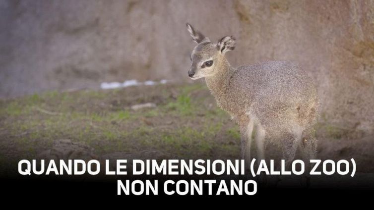 8 metri con un salto: sai cos'è un oreotrago?