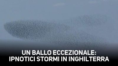 Incantevoli stormi: l'impressionante danza dei passeri