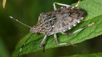 Tutti i rimedi naturali per liberarsi dalle cimici