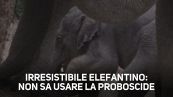 Baby elefante: usare la proboscide è un'impresa