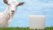 Tutti i benefici del latte di capra #salute