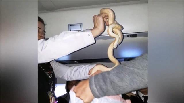 Serpente in aereo: impavida hostess lo cattura
