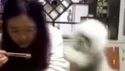 Un cane che spinge la padrona: l'avete visto?