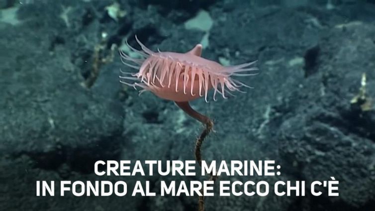 Sorpresa a 3770 metri sott'acqua: una pianta carnivora