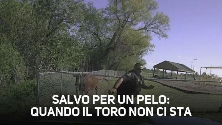 Toro scatenato...contro un poliziotto