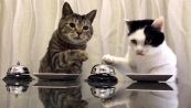 Croccantini, please: i gatti chiedono cibo suonando il campanello