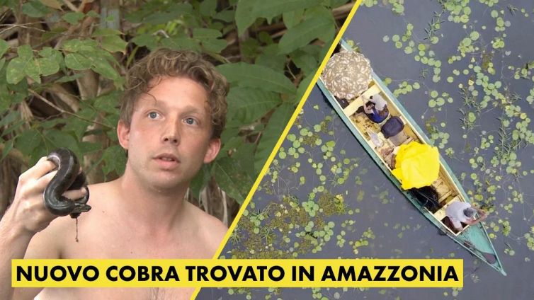 Scoperte nuove specie di cobra! Curioso?