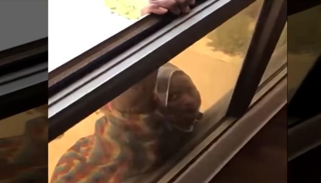Lascia cadere la domestica dal settimo piano: invece di aiutarla gira video