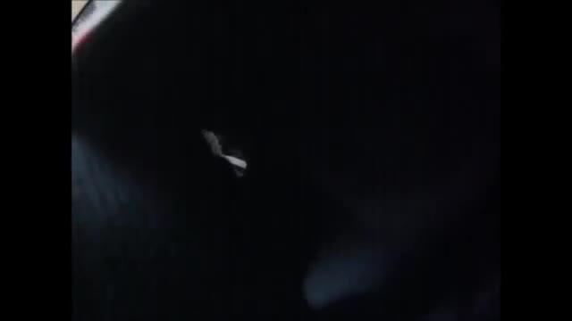 Il tenero video di un cane disperato lasciato solo in casa