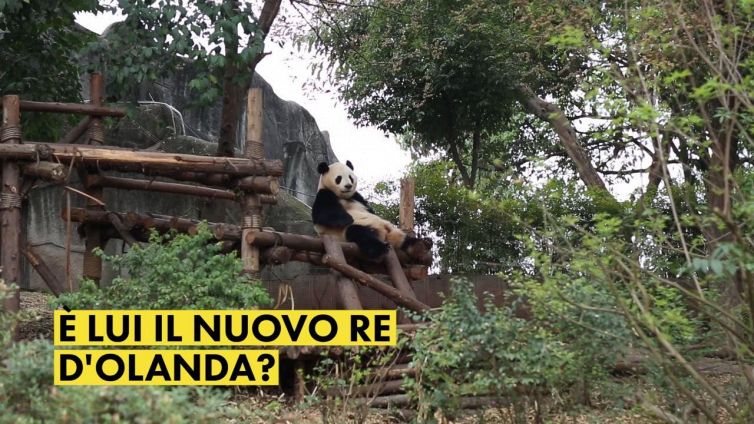 Sono bianchi, neri, asiatici e ora... anche olandesi!