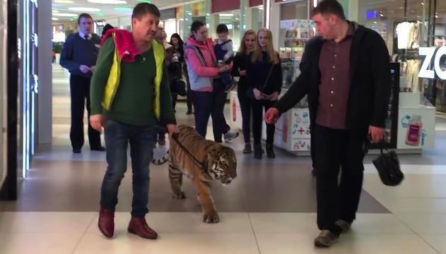 A spasso con la tigre nel centro commerciale
