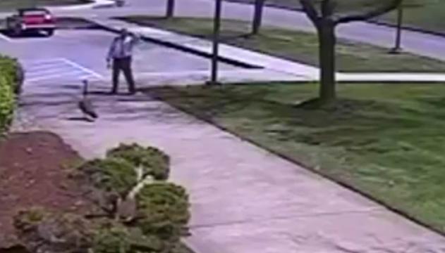 Aggressione inaspettata: poliziotto contro oca