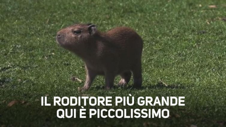Piccolo grande roditore: irresistibile cucciolo