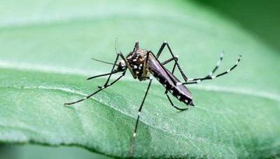 Ecco la soluzione più efficace contro le zanzare: il pipistrello