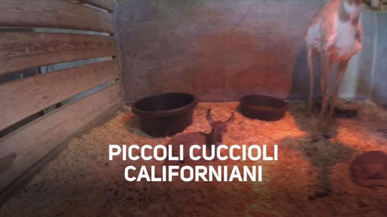 Sono nati 6 cuccioli di antilocapra a Los Angeles!