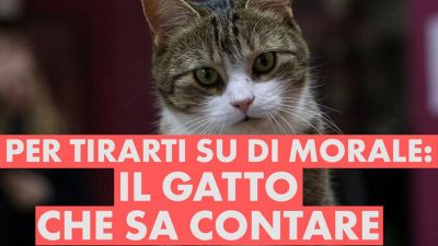 Giornata no? Questo gatto ti tirerà su di morale #vitebestiali